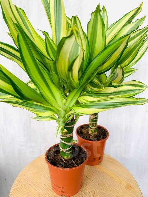 Драцена еллоу кост, в наличии. Цена: 1 000₽ во Владивостоке