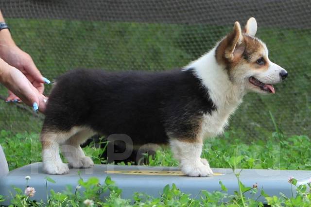 Щенок Вельш Корги Пемброк Сука (документы РКФ) В наличии. Цена: 75 000 ...