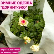 �����������. ��� ����� �� ���������� ����