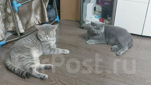 Продам шотландского вислоухого котенка, в наличии. Цена: 9 000₽ во ...
