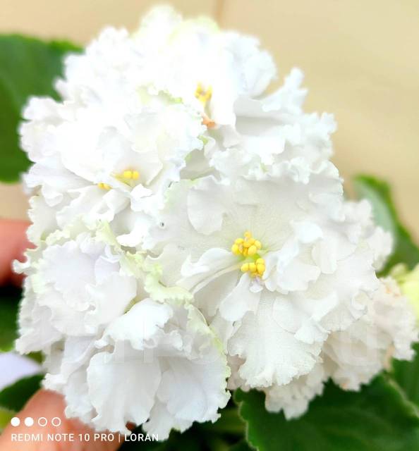 Подготовка почвы