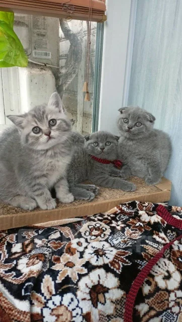 Продам шотландского вислоухого котенка, в наличии. Цена: 9 000₽ во ...