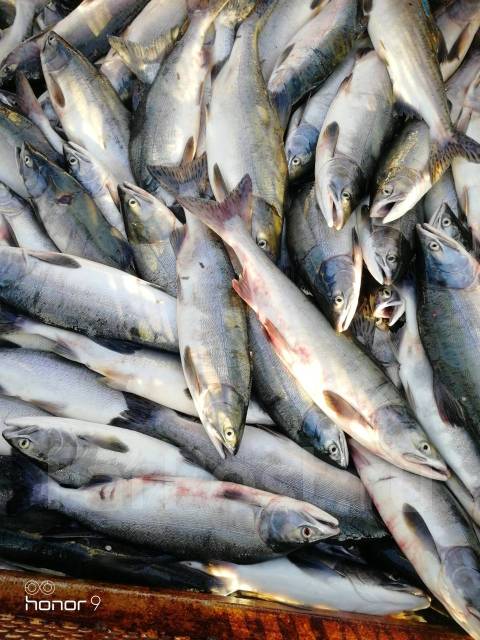 Рыбообработчик-грузчик, работа в ООО в Комсомольске-на-Амуре — вакансии ...