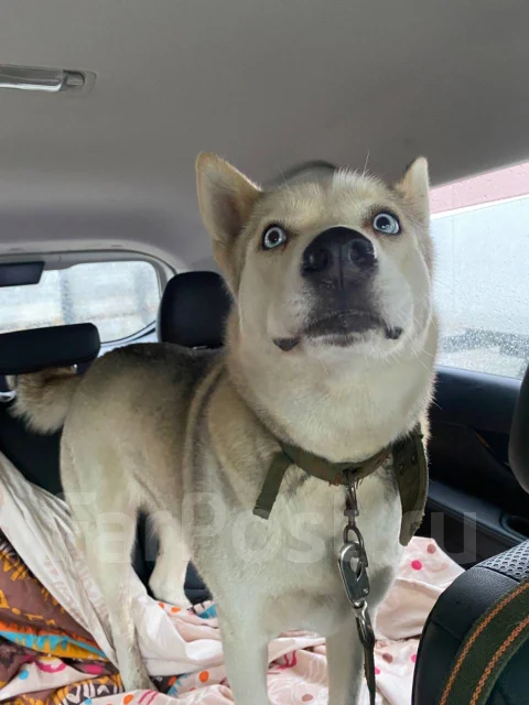 �����. ����
