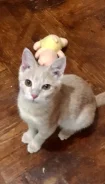 �����. ����