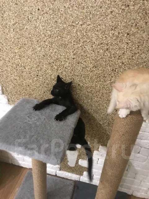�����. ����
