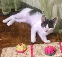 �����. ����