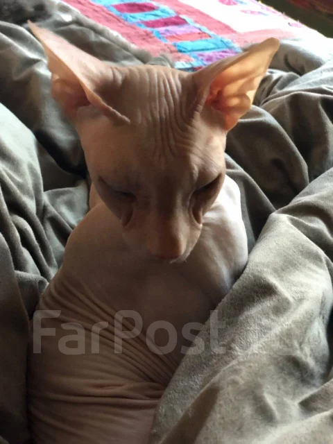 ������. ����