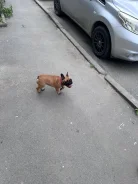 ����������� �������. ����