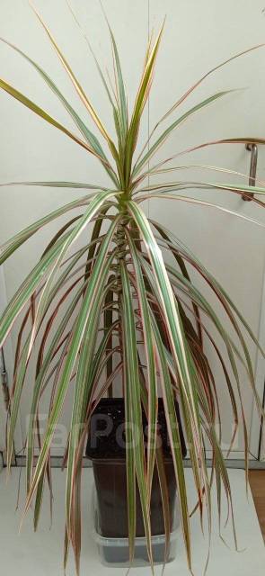 Драцена окаймленная, в наличии. Цена: 500₽ во Владивостоке