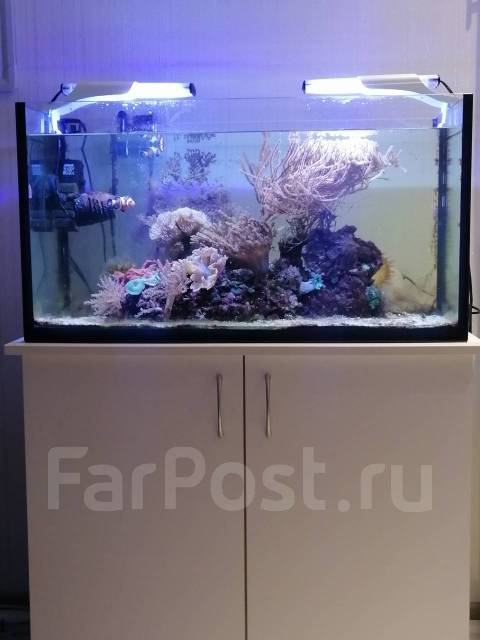Морской аквариум 100 л во Владивостоке, в наличии. Цена: 60 000₽ в  Уссурийске
