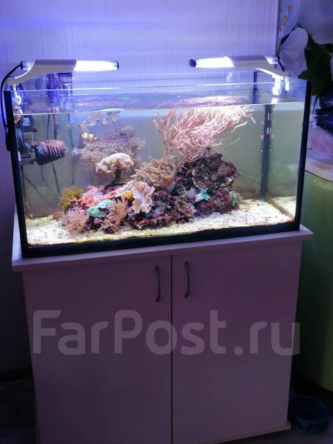Морской аквариум 100 л с тумбой, в наличии. Цена: 60 000₽ во Владивостоке