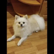 ����. ����