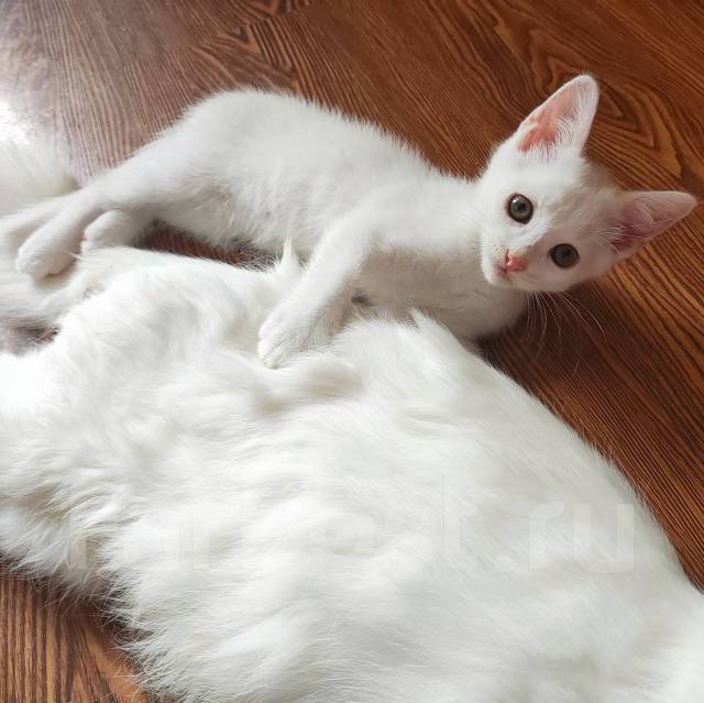 Малыш Као-мани. Метис, в наличии. Цена: 5 000₽ во Владивостоке