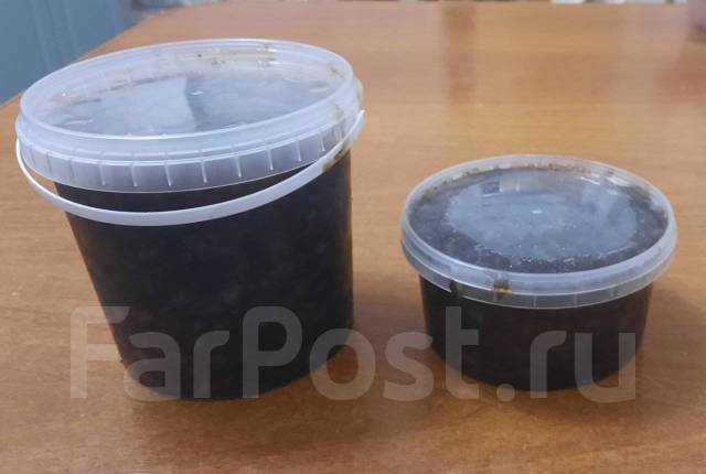 Продам трепанг на меду, в наличии. Цена: 750₽ во Владивостоке