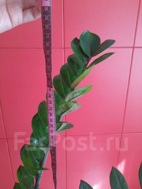 Замиокулькас (долларовое дерево), в наличии. Цена: 500₽ во Владивостоке