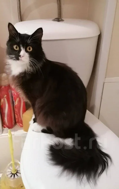 �����. ����