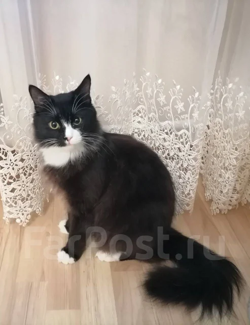 �����. ����