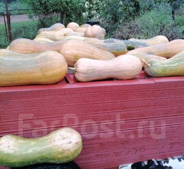 Продаётся тыква, в наличии. Цена: 70₽ в Находке