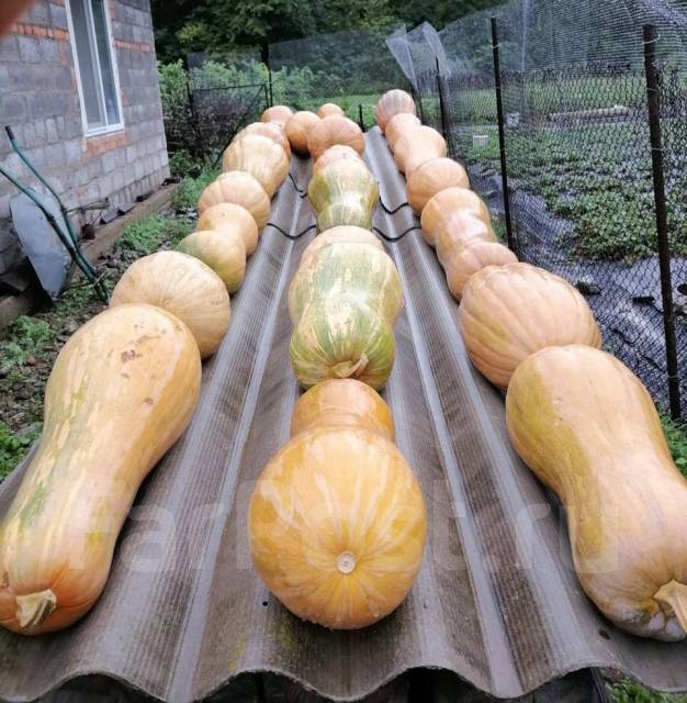 Продаётся тыква, в наличии. Цена: 70₽ в Находке