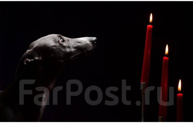 Гуманная эвтаназия животных на дому во Владивостоке