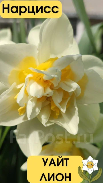 Луковицы нарцисса УАЙТ ЛИОН, новый, в наличии. Цена: 90? во Владивостоке