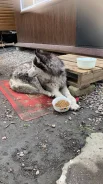 �����. ����