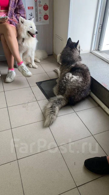 �����. ����