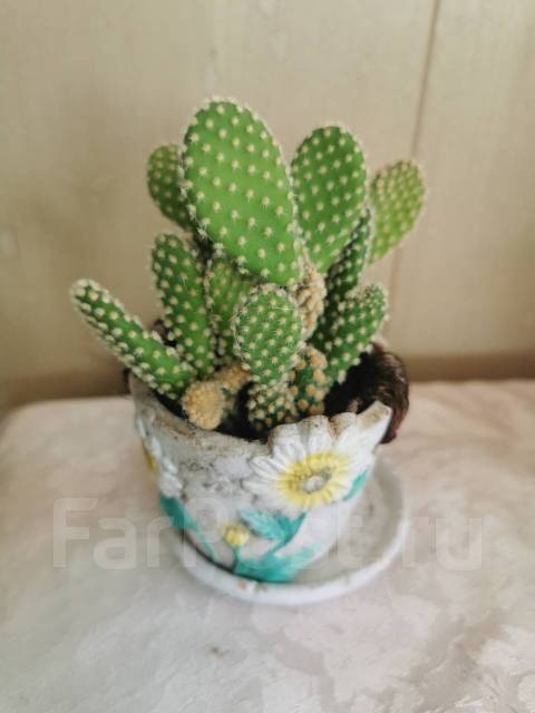 Кактус мини, в наличии. Цена: 400₽ во Владивостоке