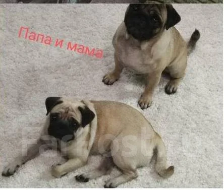 ����. ����