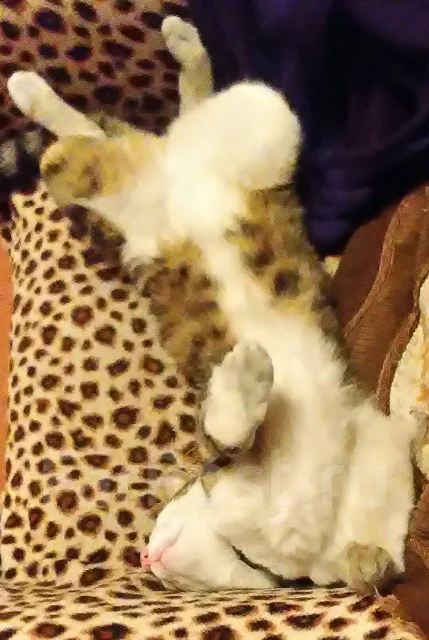 �����. ����