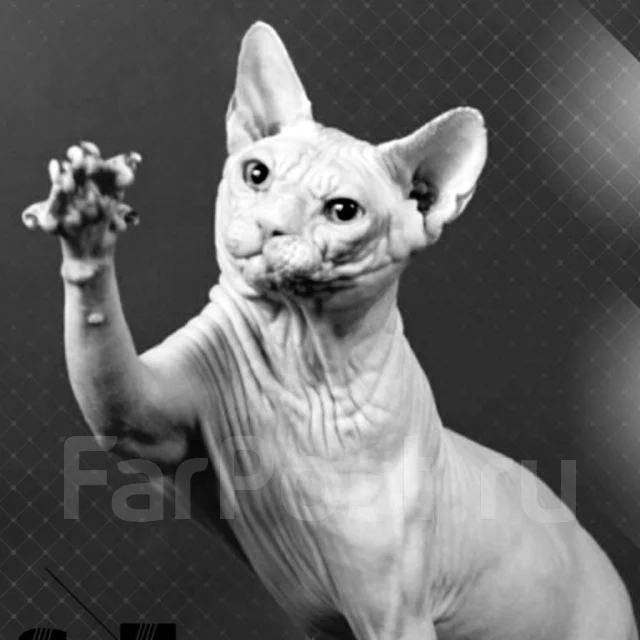 Сфинкс девочка бесплатно, в наличии во Владивостоке