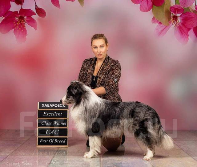 Бордер колли, в наличии во Владивостоке