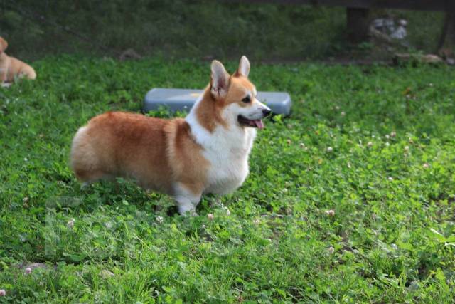 Щенок Вельш Корги Пемброк Сука (документы РКФ), в наличии. Цена: 57 000 ...