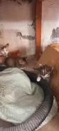 �����. ����