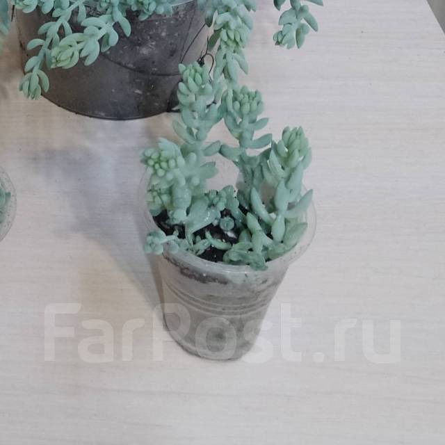 Седум / очиток Моргана, в наличии. Цена: 250₽ в Хабаровске