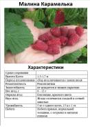 Купить семена, саженцы, растения в Хабаровске | Фарпост