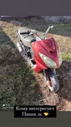 Irbis. 150����. ��., ��������, ��� ���, ������ �� �� ����