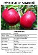 Купить семена, саженцы, растения в Хабаровске | Фарпост