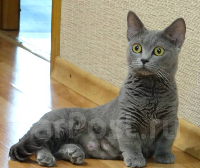 Манчкин, в наличии во Владивостоке