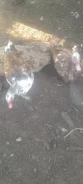����. ����