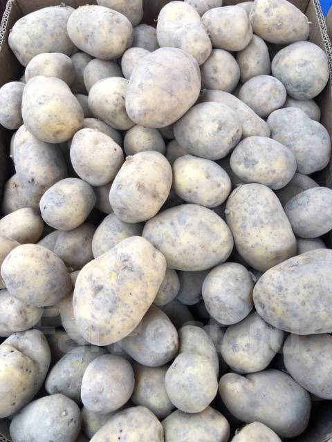Продам Картофель Домашний, в наличии. Цена: 65₽ во Владивостоке