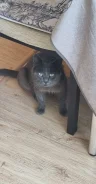�����. ����