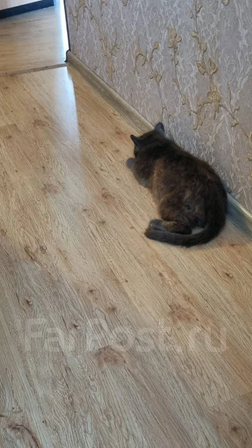 �����. ����