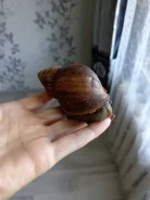 ������� ����������. ����