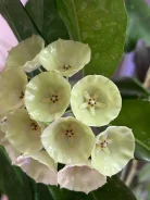 ����. ����