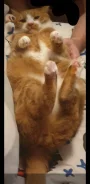 �����. ����