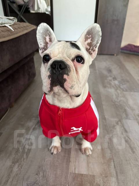 Выгульщик собак, работа в Частное лицо в Уссурийске — вакансии на ФарПосте