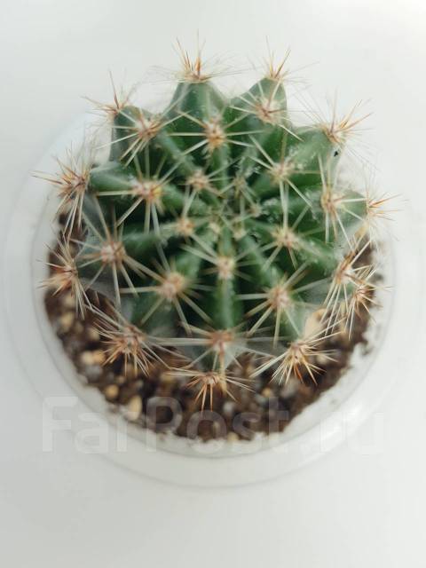 Кактус Эхинопсис трубкоцветный, в наличии. Цена: 100₽ во Владивостоке