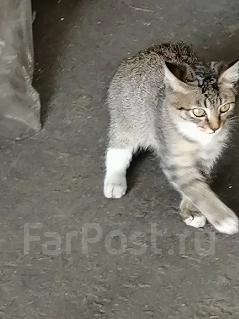 �����. ����